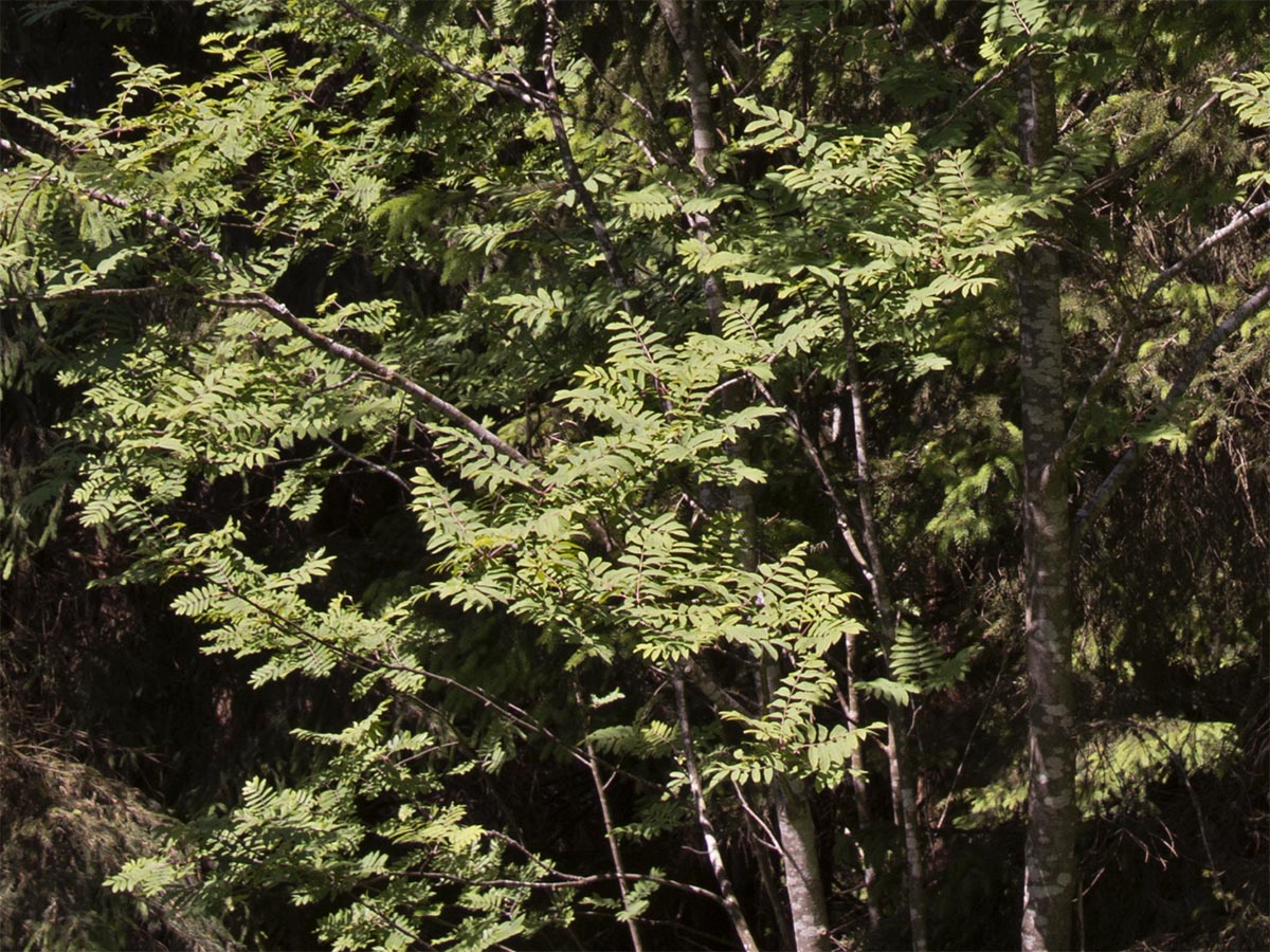 Sorbus aucuparia